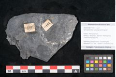 Foto (Objekt + Etikett) von Syringodendron cyclostigma Brongniart (NHMW-GEO-2024-0188-11104)